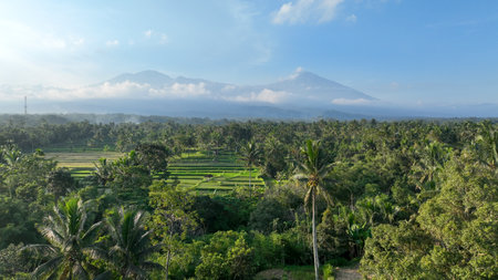A breathtaking aerial view of lush rice terraces and tropical palm trees, with misty volcanoes rising majestically in the background under a clear blue skyの写真素材