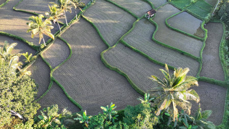 Aerial view of sunlit rice terraces with palm trees casting long shadows, capturing the intricate patterns and lush greenery of tropical farmland in Indonesiaの写真素材