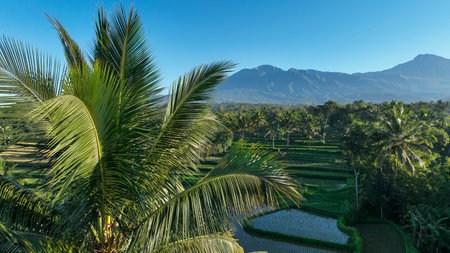 A breathtaking view of Lombok green rice terraces and tropical palms, with Mount Rinjani impressive peak dominating the horizon under a vibrant blue skyの写真素材