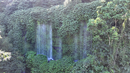 A hidden jungle waterfall Benang Kelambu cascades down a wall of dense, emerald foliage, creating a serene oasis surrounded by wild tropical greenery in Lombok highlandsの写真素材