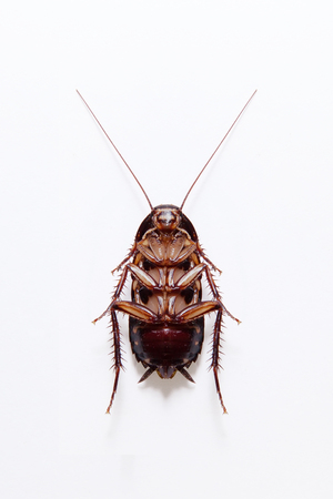 Cockroach isolated on a white background