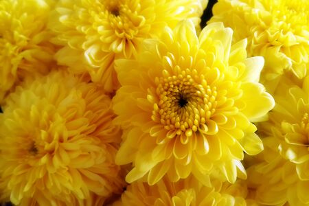 Closeup Orange-Yellow Chrysanthemum Flowers, Dendranthemum grandiffloraの写真素材