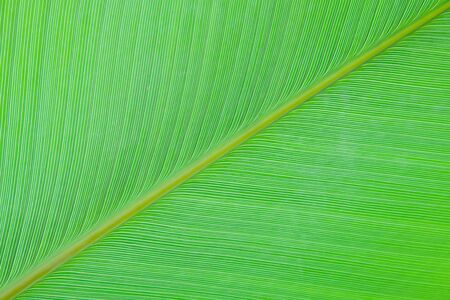 green leaf texture backgroundの写真素材