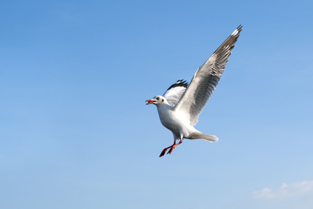 Single sea gull flying against background of blue sky and white clouds.の写真素材