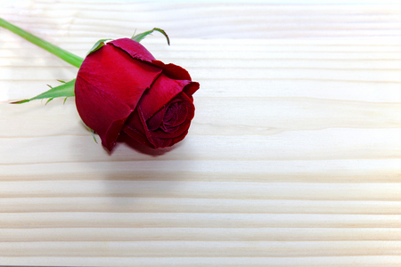 red rose with dew drops on wooden table, love concept for valentines dayの写真素材