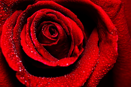 close-up view of beautiful dark red rose with water dew dropsの写真素材