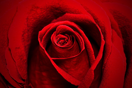 close-up view of beautiful dark red rose with water dew dropsの写真素材
