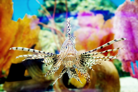 Exotic tropical Devil firefish, or common lionfish (Pterois miles), in aquarium.の写真素材