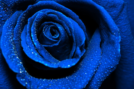 close-up view of beautiful dark blue rose with water dew dropsの写真素材