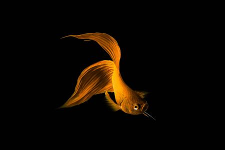 Golden Siamese fighting fish (Betta splendens) isolated on black background.の写真素材