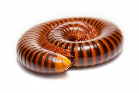 close up of the millipede legs., shallow depth of field and selective focus., on white backgroung.の写真素材