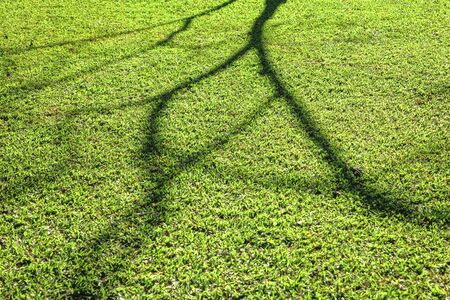 blooming tree shadow on the short green grass under morning sunlight., nature background.