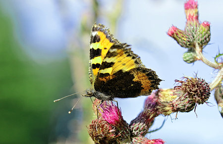 Beautiful and graceful, varied and enchanting, small but approachable, butterflies lead you to the sunny side of life. And everyone deserves a little sunshine. -Jeffrey Glassbergの写真素材