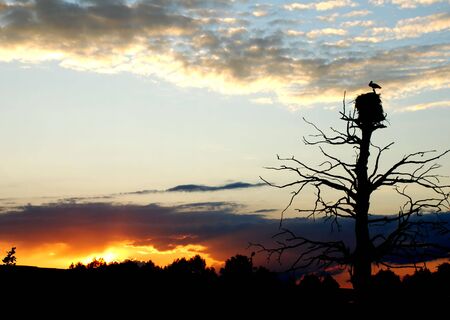 Stork in a jack on a tree on a declineの写真素材