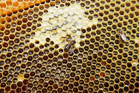 Close up view of the working bees on honeycells