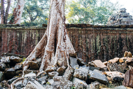 Ancient temple complex Ta Prohm, Siem Reap, Cambodia
