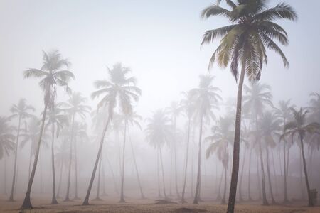 Palms in morning fog in Arambol, Goa, Indiaの写真素材