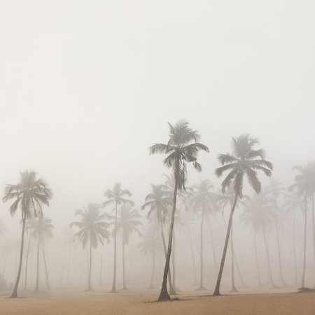 Palms in morning fog in Arambol, Goa, Indiaの写真素材
