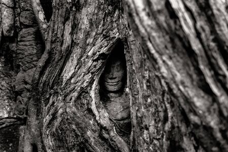Fine art photohraphy in black and white edition of Angkor Wat temple complexesの写真素材