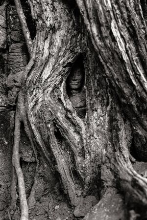 Fine art photohraphy in black and white edition of Angkor Wat temple complexesの写真素材