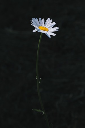 Chamomile or camomile flowers in the gardenの写真素材