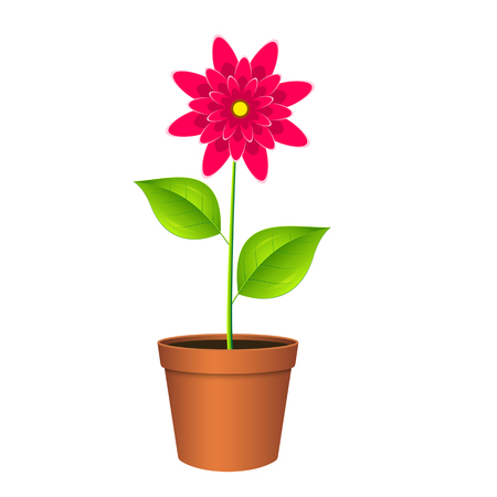 House flower in pot. Isolated on white background. Vector illustration.のイラスト素材