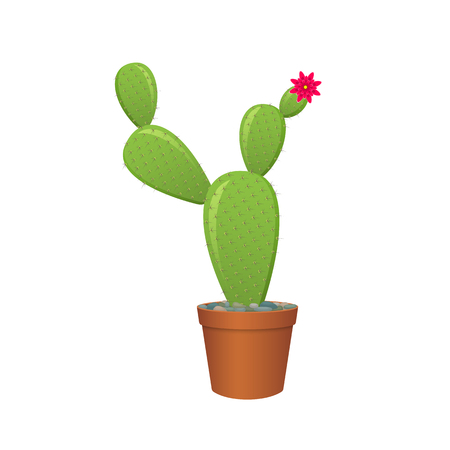 Flowering cactus in pot. Isolated vector illustration on white background.のイラスト素材