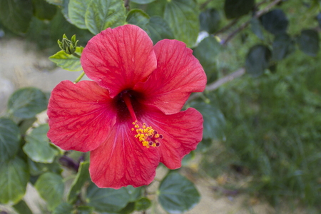 Beautiful hibiscus flower on nature background. Red flower on a green background.の写真素材