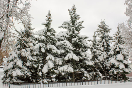 Winter landscape with snow-covered fir trees. Pines under the snow in winterの写真素材