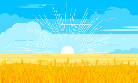 Rural landscape. Wheatfield. Ears of yellow wheat. Harvest of ripe wheat.のイラスト素材
