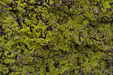 Old stone overgrown with green, thick moss.の写真素材