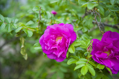 Beautiful, pink, flower wild rose hips. A perennial wild plant.の写真素材