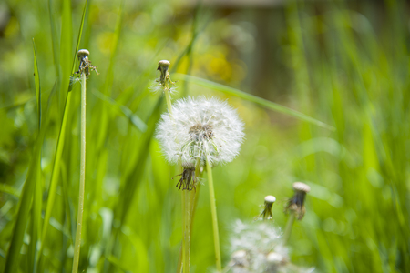 A few dandelions on a green background. Some dandelions have already crumbled in the wind.の写真素材
