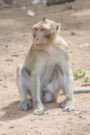 Rhesus macaque smiling and looking into the distance.