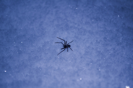 Little spider in the snow in a very heavy frost.の写真素材