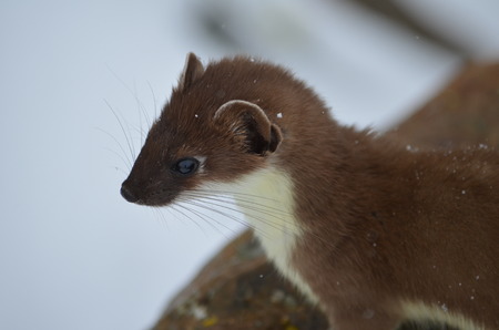 Small, curious weasel looks into the distance. The wildlife Sayan mountains.の写真素材