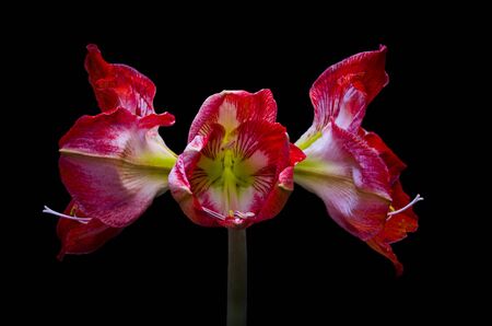 Gippeastrum -a perennial bulbous plant with beautiful flowers.の写真素材