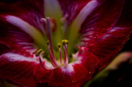 Gippeastrum -a perennial bulbous plant with beautiful flowers.の写真素材