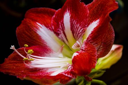 Gippeastrum -a perennial bulbous plant with beautiful flowers.の写真素材