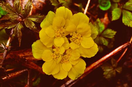 Unknown wild flower growing far away in the forest.の写真素材
