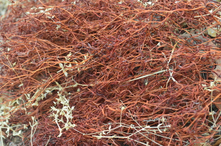 Background, texture - dry red grass of the magic forest.