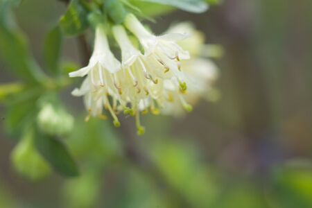 Garden honeysuckle blooms. Flowers are small, white and they look like bells.の写真素材