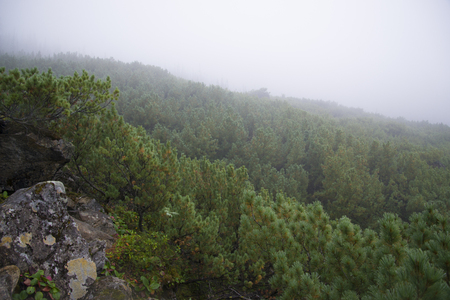 Morning mist in the mountains of North America. Canada and Alaska.の写真素材