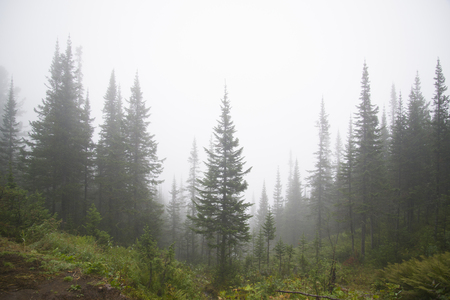 Morning mist in the mountains of North America. Canada and Alaska.の写真素材