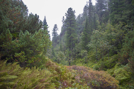 Thick autumn forest in the mountains of Khamar-Daban. Forest after rain.の写真素材