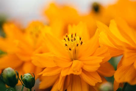 Flowers and insects with bokeh and natural light  in the garden. Photo made in Moldova. Bees,...