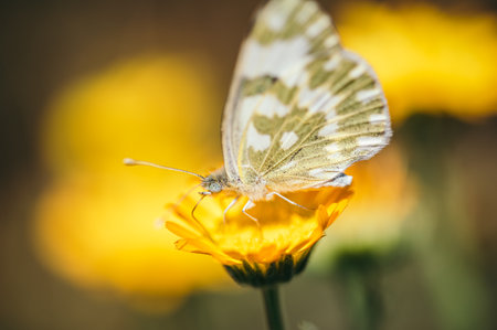 Flowers and insects with bokeh and natural light  in the garden. Photo made in Moldova. Bees,...