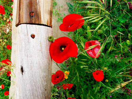 poppy flowers beside a wooden trunk and earsの写真素材