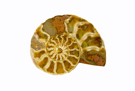 is a fossil trilobites nautilusの写真素材