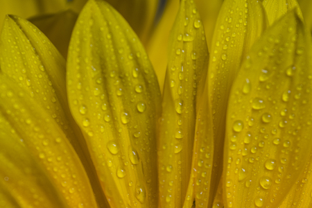 Close up of Sunflower Petals with dewの写真素材